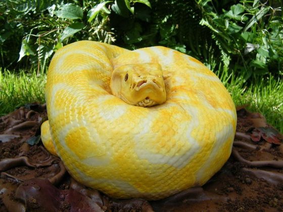 ケーキ怖い 本物のヘビにソックリすぎるケーキ Plum Heart