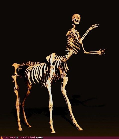 ケンタウルスの骨格標本 Plum Heart