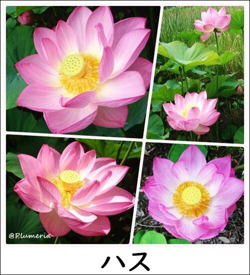 ハスの花と減塩レンコン料理 ザリーとお茶を