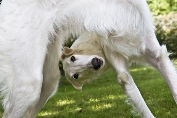 飼い犬１匹が噛まれて死亡 大型犬ボルゾイ脱走 ５匹は確保 残り１匹を捜索中 ぶる速 Vip