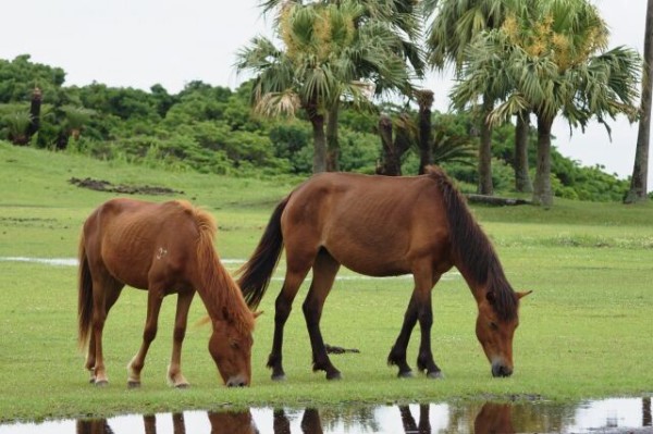 画像 競走馬の名前で過去イチ可愛いのがこれだと思うｗｗｗｗ ぶる速 Vip