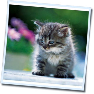 画像 朝から元気になる画像 かわいい画像 子猫の１日 Photo 待受 壁紙 美しく生きるはイバラの道 Webライターの備忘録