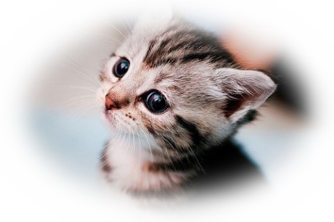 画像 かわいい画像 うれしい画像 幸せそうな子猫 萌 Photo 壁紙 待受 美しく生きるはイバラの道 Webライターの備忘録