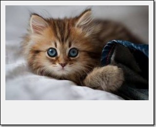 画像 ほんのり幸せになる画像 かわいい画像 まじ天使 Photo 待受 壁紙 美しく生きるはイバラの道 Webライターの備忘録