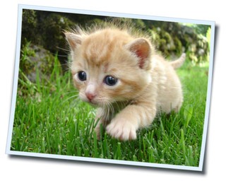 画像 なんだかかわいい画像 癒された 子猫画像 Photo 待受 壁紙 美しく生きるはイバラの道 Webライターの備忘録