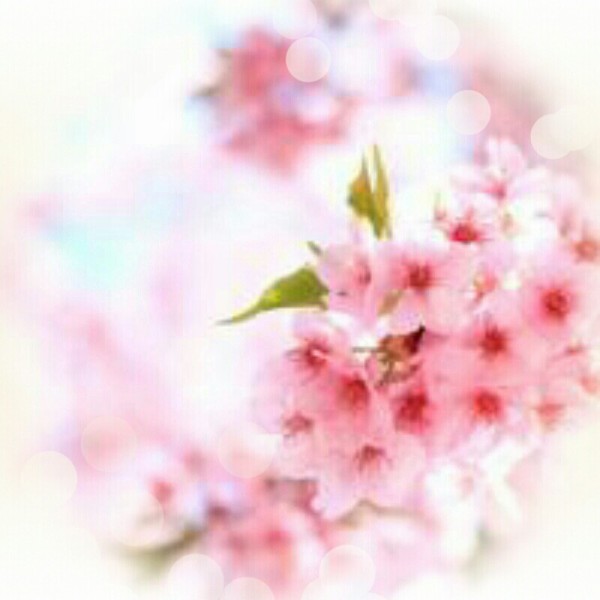 画像 桜画像 幸せ画像 花見でござる 嬉 Photo 壁紙 待受 美しく生きるはイバラの道 Webライターの備忘録