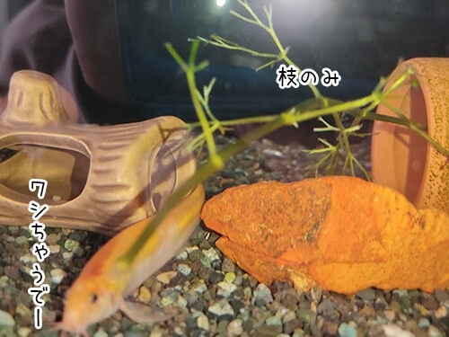 金魚の個性 ぽち Powered By ライブドアブログ 金魚の個性 ぽち Powered By ライブドアブログ