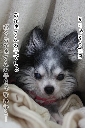 ぽちの面影 ぽち Powered By ライブドアブログ