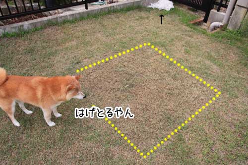 果たして芝生は生えたのか ぽち Powered By ライブドアブログ