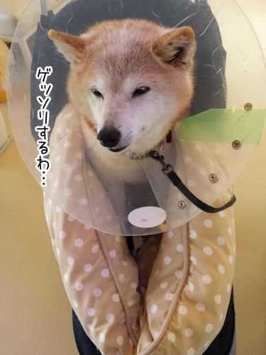 お犬様 ぽち Powered By ライブドアブログ