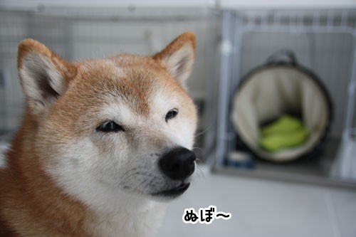 冬毛の役目 ぽち Powered By ライブドアブログ