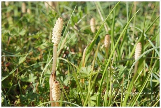 土筆レシピ つくしの卵とじ つくだ煮 ねことキッチンで暮らす 土筆レシピ つくしの卵とじ つくだ煮 ねことキッチンで暮らす