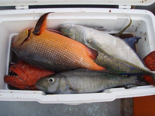 3543 外国切手 ミクロネシア 1995年 魚類 4種完 3543 外国切手 ミクロネシア 1995年 魚類 4種完 3543 外国切手