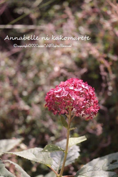ガーデニング 刈り込んだ最後の花の艶やかさ 冬囲い アナベルにかこまれて Powered By ライブドアブログ