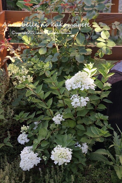 ガーデニング 6回目の夏でようやく 咲かないを 咲いたに出来た純白の花 アナベルにかこまれて Powered By ライブドアブログ