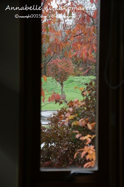 秋の庭】【ガーデニング】キッチンの窓から見る風景に