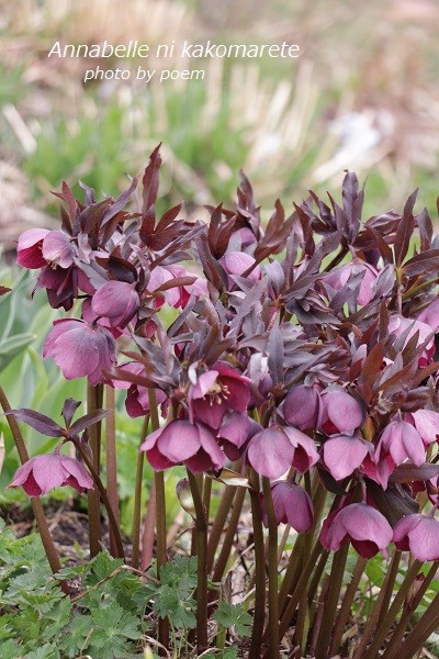 可憐な花に酔いしれて 初めて見る新世代系 アナベルにかこまれて Powered By ライブドアブログ 可憐な花に酔いしれて 初めて見る新世代系 アナベルにかこまれて Powered By ライブドアブログ