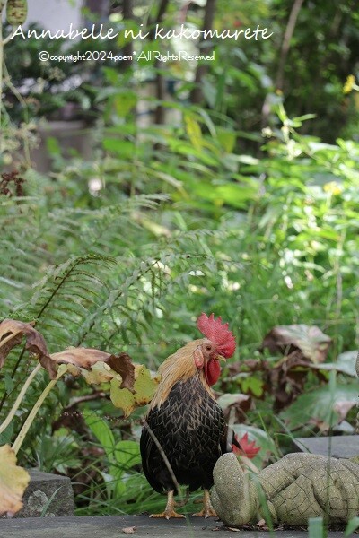 有田焼 青色 放射状模様の皿 グラデーションブルーがとてもキレイで