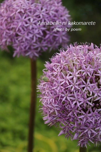 観葉植物の虫対策 無農薬にしたいガーデニングにはコレ アナベルにかこまれて Powered By ライブドアブログ