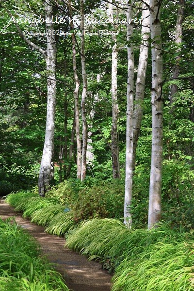 木製 サイドテーブル 椅子 日本製 ヒマラヤン杉の根 ナチュラル