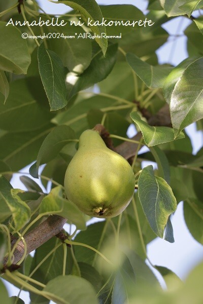 メルカリ便7リースレモングラスドライフルーツ和モダン 実りの秋