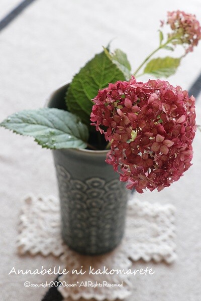 ガーデニング 刈り込んだ最後の花の艶やかさ 冬囲い アナベルにかこまれて Powered By ライブドアブログ