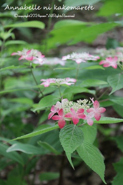 ガーデニング】森の中の夏の庭。その前に広がる思いがけないお花畑♪ : アナベルにかこまれて Powered by ライブドアブログ