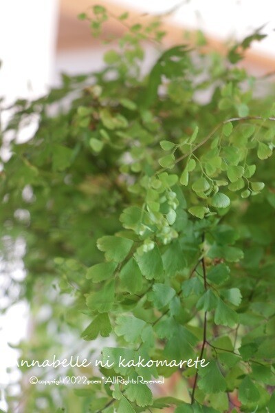 観葉植物】管理の難易度が高い植物！ようやくリズムがつかめました