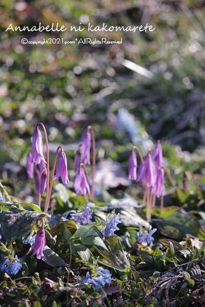 春の花 氷点下の中で静かに可愛らしく アナベルにかこまれて Powered By ライブドアブログ