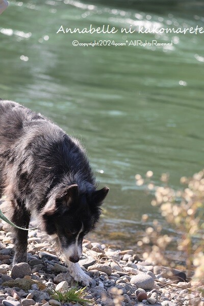 ★極美品 シップス 超高級 秋冬 手洗い可能 ジャガード ジャケット ☆極美品 シップス 超高級 秋冬 手洗い可能 ジャガード ジャケット