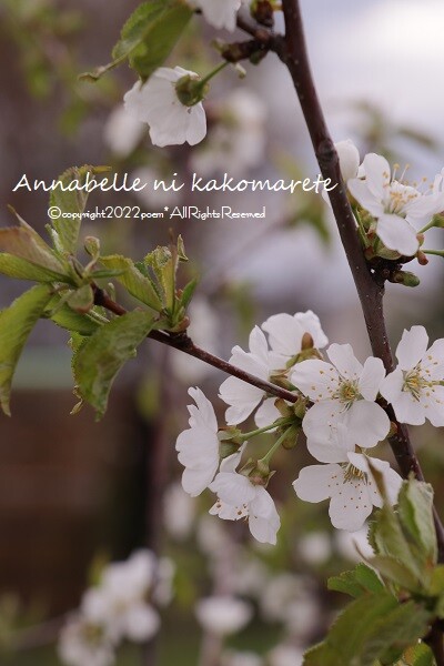 ガーデニング】木に咲く白い花のリレー♪ : アナベルにかこまれて