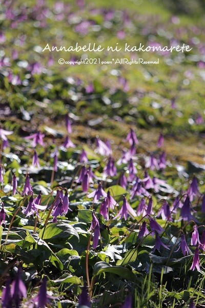 春の花 氷点下の中で静かに可愛らしく アナベルにかこまれて Powered By ライブドアブログ