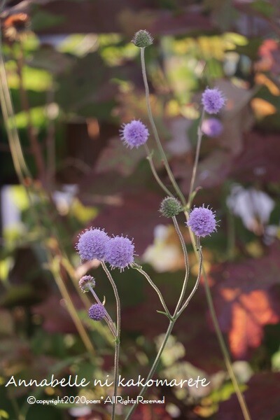 ガーデニング それぞれに可愛い秋の花 アナベルにかこまれて Powered By ライブドアブログ