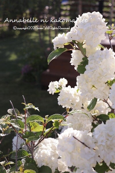 ガーデニング 初夏の木に咲く白のリレー アナベルにかこまれて Powered By ライブドアブログ