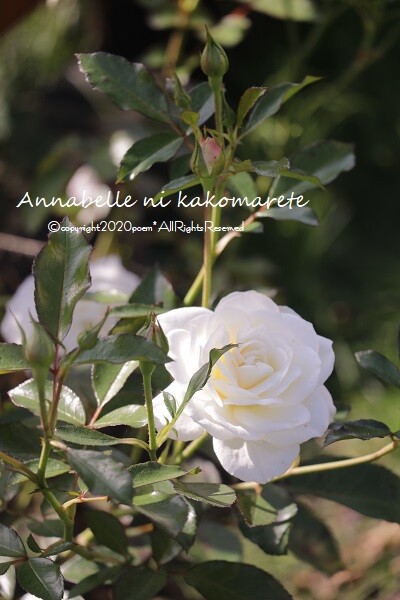 ガーデニング それぞれに可愛い秋の花 アナベルにかこまれて Powered By ライブドアブログ