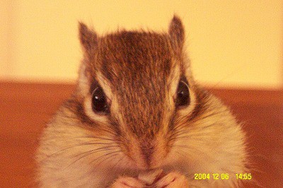 正面 シマリス日記 コジモモ 正面 シマリス日記 コジモモ