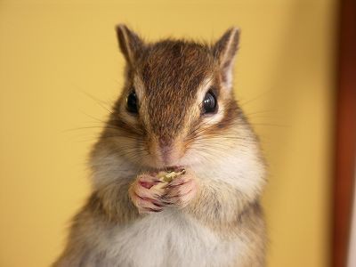 立ち食い講座 シマリス日記 コジモモ