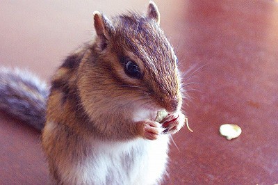 売り切れ必至 食いしん坊リス りんご ファッション雑貨