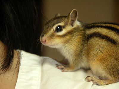 肩乗りリス シマリス日記 コジモモ