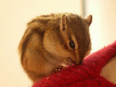 ほっぺにつむじ シマリス日記 コジモモ