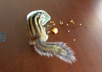 はじめての枇杷 シマリス日記 コジモモ