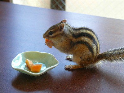 はじめての枇杷 シマリス日記 コジモモ