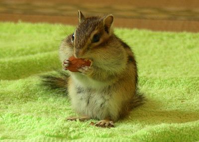 木の実の食べ方実習 シマリス日記 コジモモ