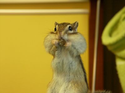 ほっぺパンパン シマリス日記 コジモモ