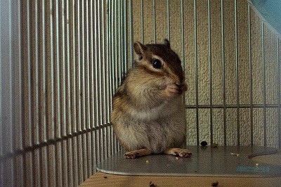 寝そべり食いの軌跡 シマリス日記 コジモモ