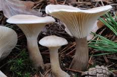 ホテイシメジ 毒 Poison