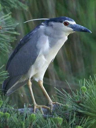 質問 深夜にｳﾞｧｯ って鳴く鳥いるけどなんなの しゅらばっと