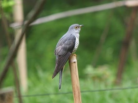 質問 深夜にｳﾞｧｯ って鳴く鳥いるけどなんなの しゅらばっと