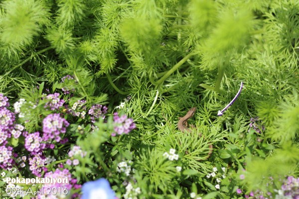 絶対オススメされた パセリのお肉12 を作ってみました ぽかぽかびより レシピ 作り方 コツ Powered By ライブドアブログ