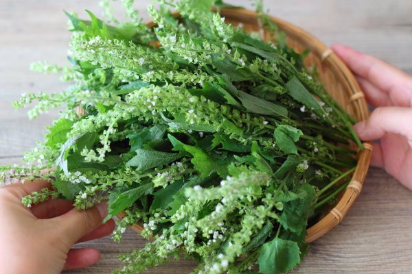 花穂紫蘇の佃煮 だし 醤油 任天堂スイッチgetしたよ って話 ぽかぽかびより レシピ 作り方 コツ Powered By ライブドアブログ